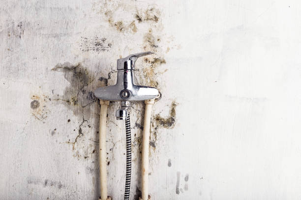 Best Local Mold Removal Service  in Rockville, IN