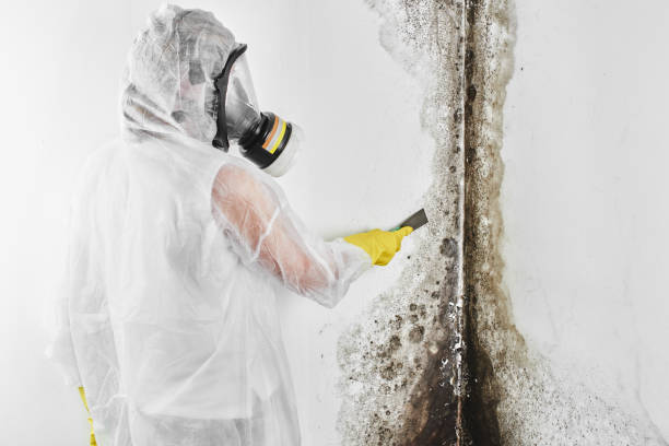 Best Mold Remediation  in Rockville, IN