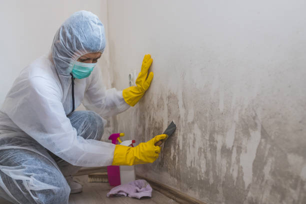Best Emergency Mold Removal  in Rockville, IN