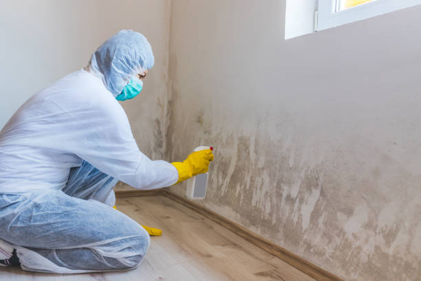 Best Mold Removal Process  in Rockville, IN