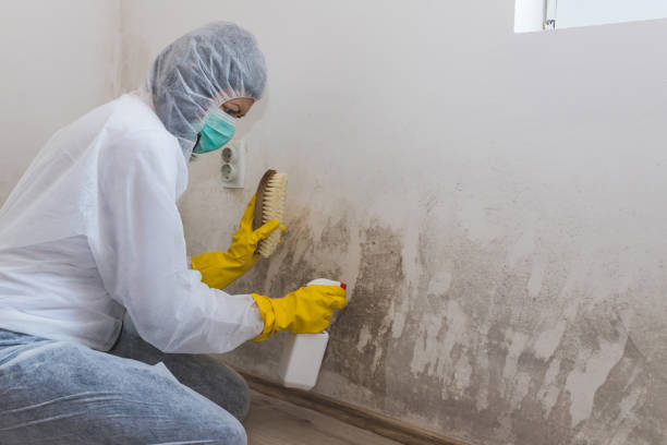 Best Black Mold Removal  in Rockville, IN