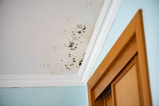 Best Office Mold Removal Services  in Rockville, IN
