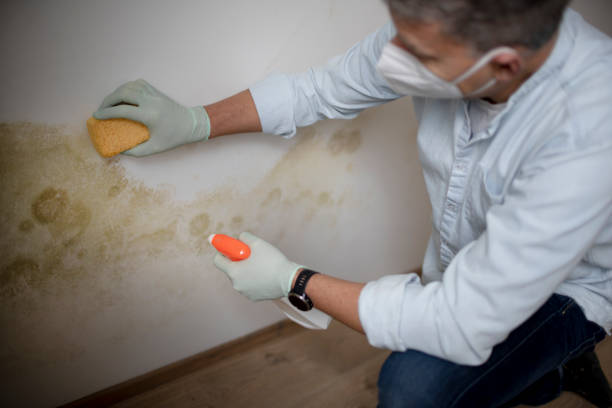 Best Mold Damage Repair  in Rockville, IN