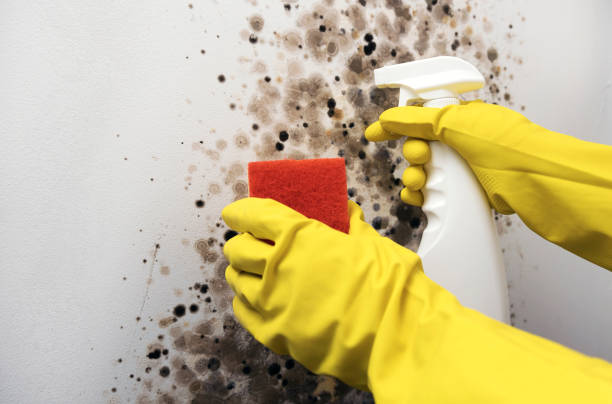Best Mold Testing  in Rockville, IN