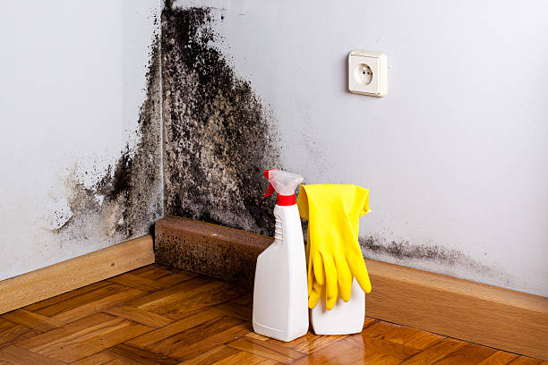 Best Commercial Mold Removal  in Rockville, IN