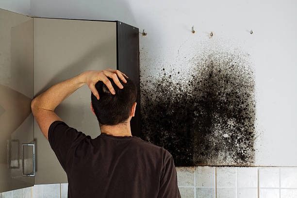 Best Attic Mold Removal  in Rockville, IN