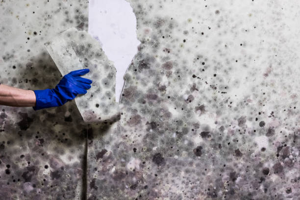 Best Mold Testing  in Rockville, IN