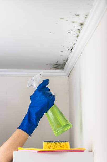 Reliable Rockville, IN Mold Removal Solutions