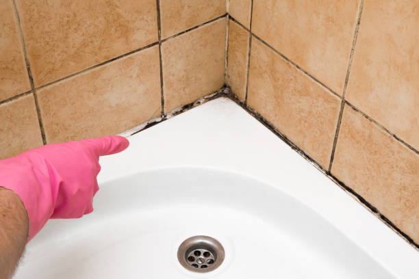 Best Mold Testing and Removal  in Rockville, IN