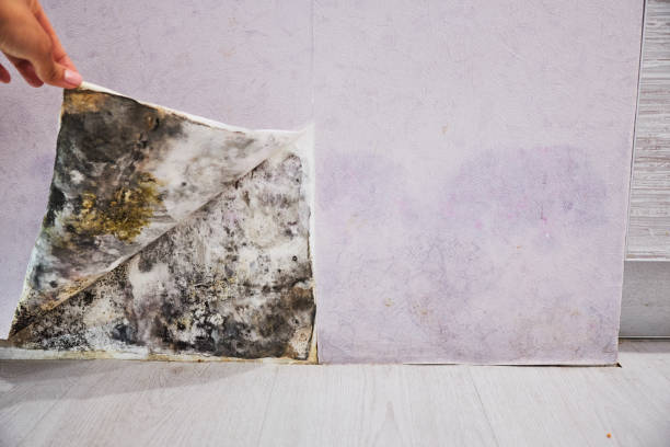 Best Professional Mold Removal  in Rockville, IN